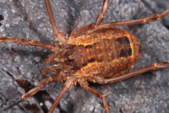 Lacinius ephippiatus