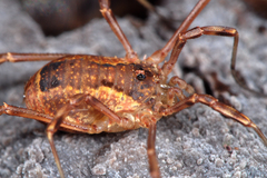 Lacinius ephippiatus