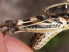 Dociostaurus maroccanus