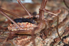 Lacinius ephippiatus