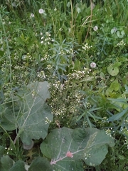 Capsella bursa-pastoris