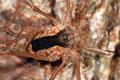 Lacinius ephippiatus