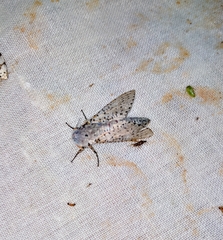 Polyphagozerra coffeae