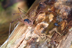 Lacinius ephippiatus
