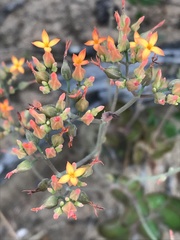 Kalanchoe rotundifolia