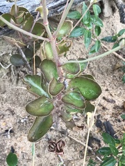 Kalanchoe rotundifolia