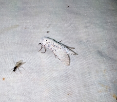 Polyphagozerra coffeae