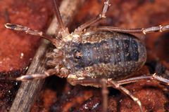 Lacinius ephippiatus