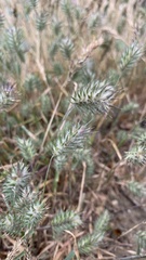 Eremopyrum orientale