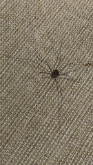 Dicranopalpus ramosus