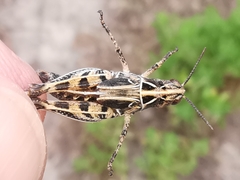 Dociostaurus maroccanus