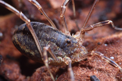 Lacinius ephippiatus