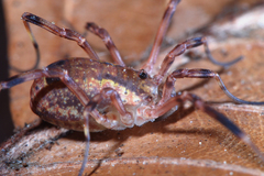 Lacinius ephippiatus