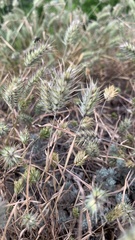 Eremopyrum orientale