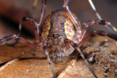 Lacinius ephippiatus