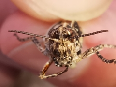 Dociostaurus maroccanus