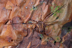 Lacinius ephippiatus