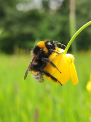 Bombus vestalis