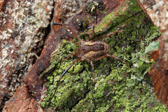 Lacinius ephippiatus