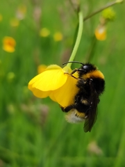Bombus vestalis