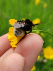 Bombus vestalis