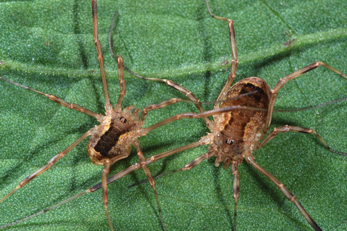 Lacinius ephippiatus