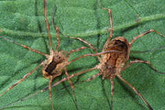 Lacinius ephippiatus