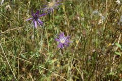 Galactites tomentosus