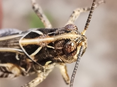 Dociostaurus maroccanus