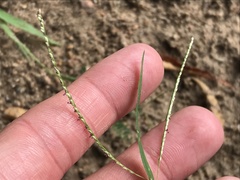 Digitaria longiflora