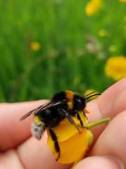 Bombus vestalis