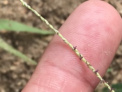 Digitaria longiflora