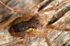 Lacinius ephippiatus