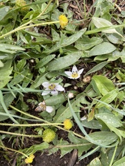 Hesperochiron pumilus