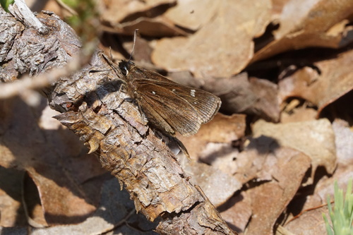 Dusted Skipper photo 5