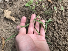 Digitaria longiflora