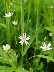 Stellaria graminea