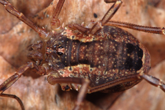 Lacinius ephippiatus