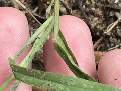 Digitaria longiflora