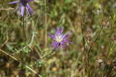 Galactites tomentosus