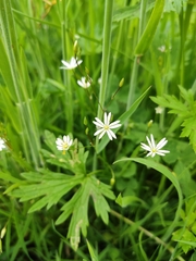 Stellaria graminea