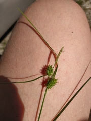 Carex flava