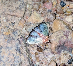 Deanolis sublimbalis