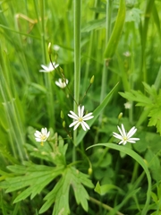 Stellaria graminea