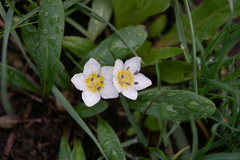 Hesperochiron pumilus