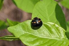 Paracopta duodecimpunctata