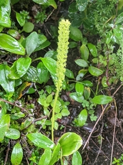 Malaxis muscifera