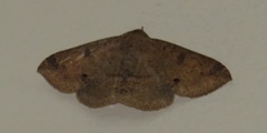 Ericeia congressa