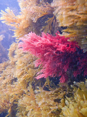 Sphaerococcus coronopifolius