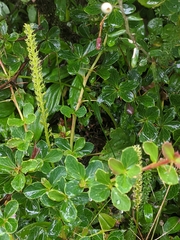 Malaxis muscifera
